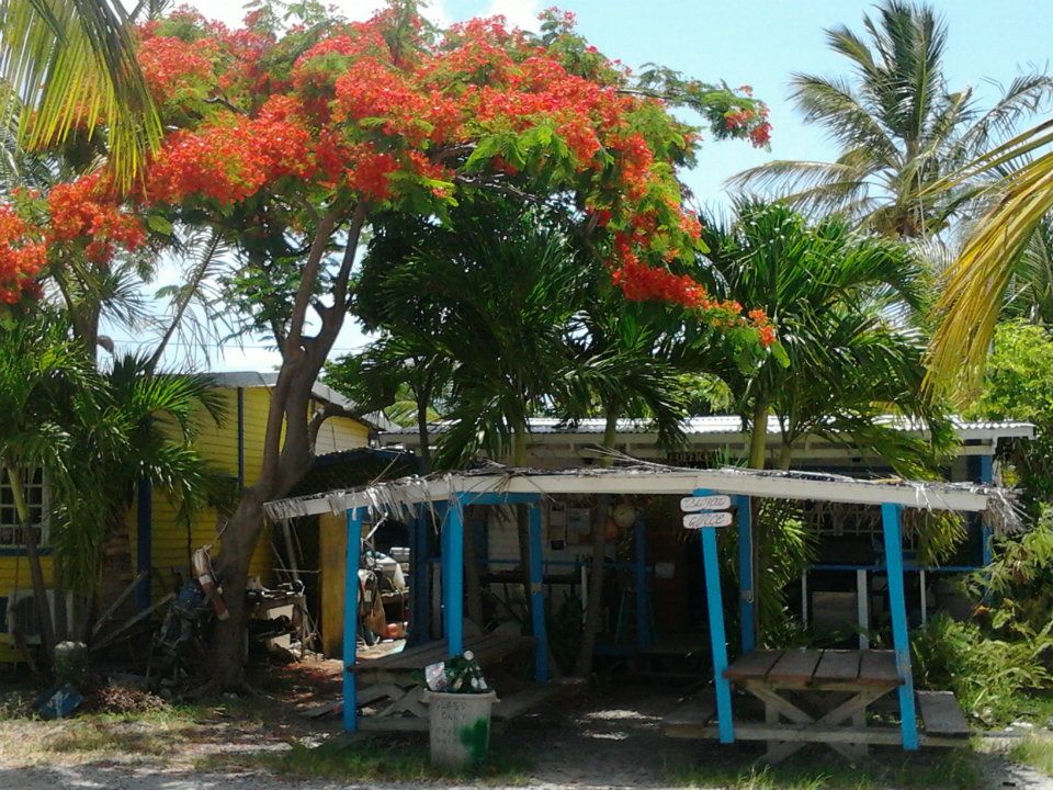 Toby shipyard and a splendid flamboyant tree (Saint Martin, Marigot, Sandy Ground)