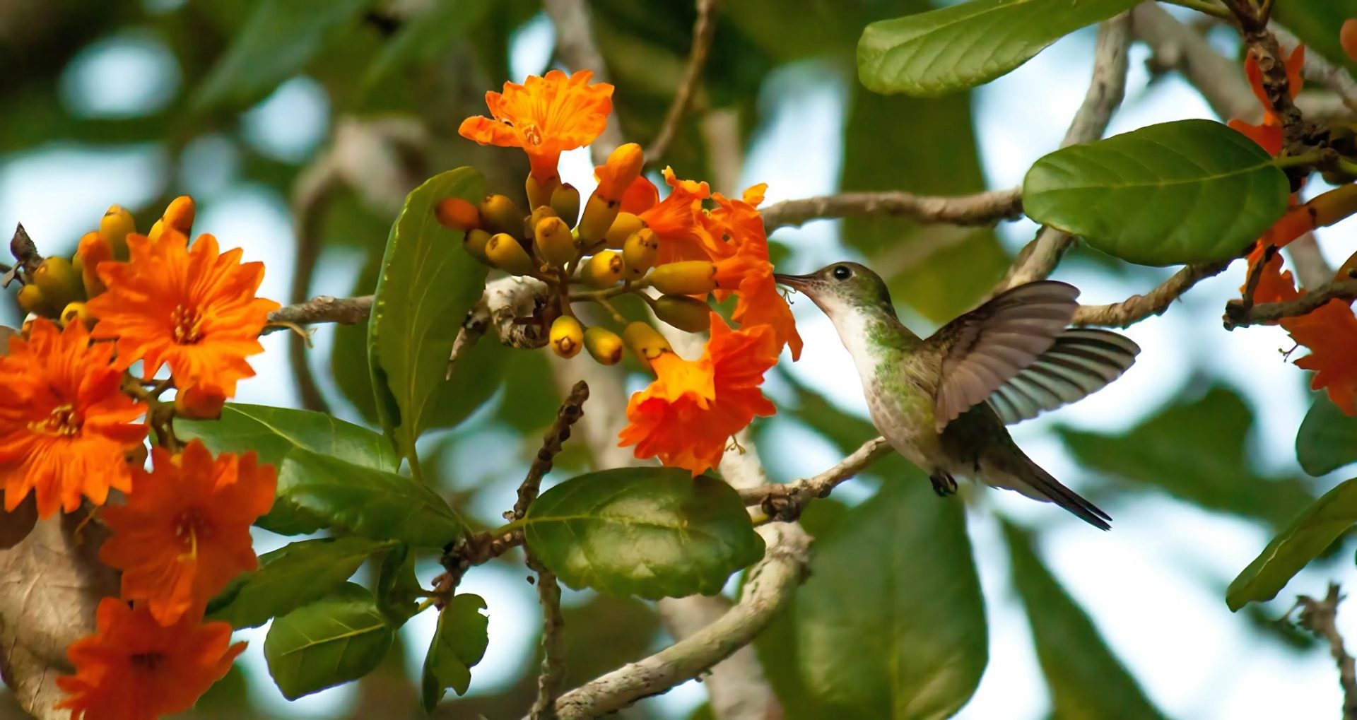 Belize Birding Festival